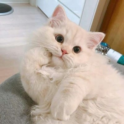 Maine Mendoza's avatar